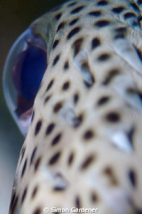 spotfin porcupine ( diodon hystrix)  close up, nikon D70s... by Simon Gardener 